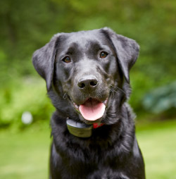 DogWatch of Buffalo and Niagara, Hamburg, New York | ProFenceX Contact Us Image