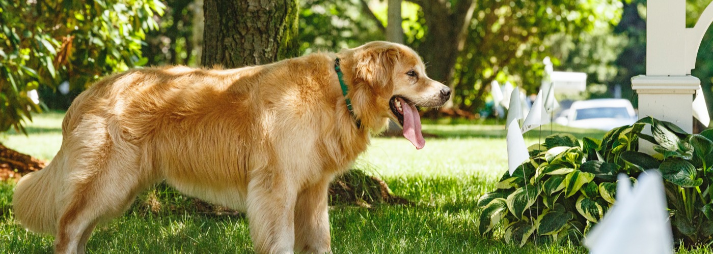 DogWatch of Buffalo and Niagara, Hamburg, New York | Outdoor Hidden Dog Fences Slider Image