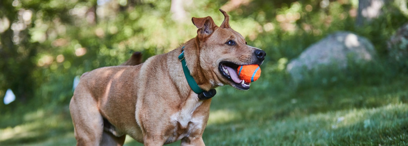 DogWatch of Buffalo and Niagara, Hamburg, New York | ProFenceX Slider Image